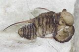 Scarce Cyphaspis Carrolli Trilobite - Oklahoma #170266-3